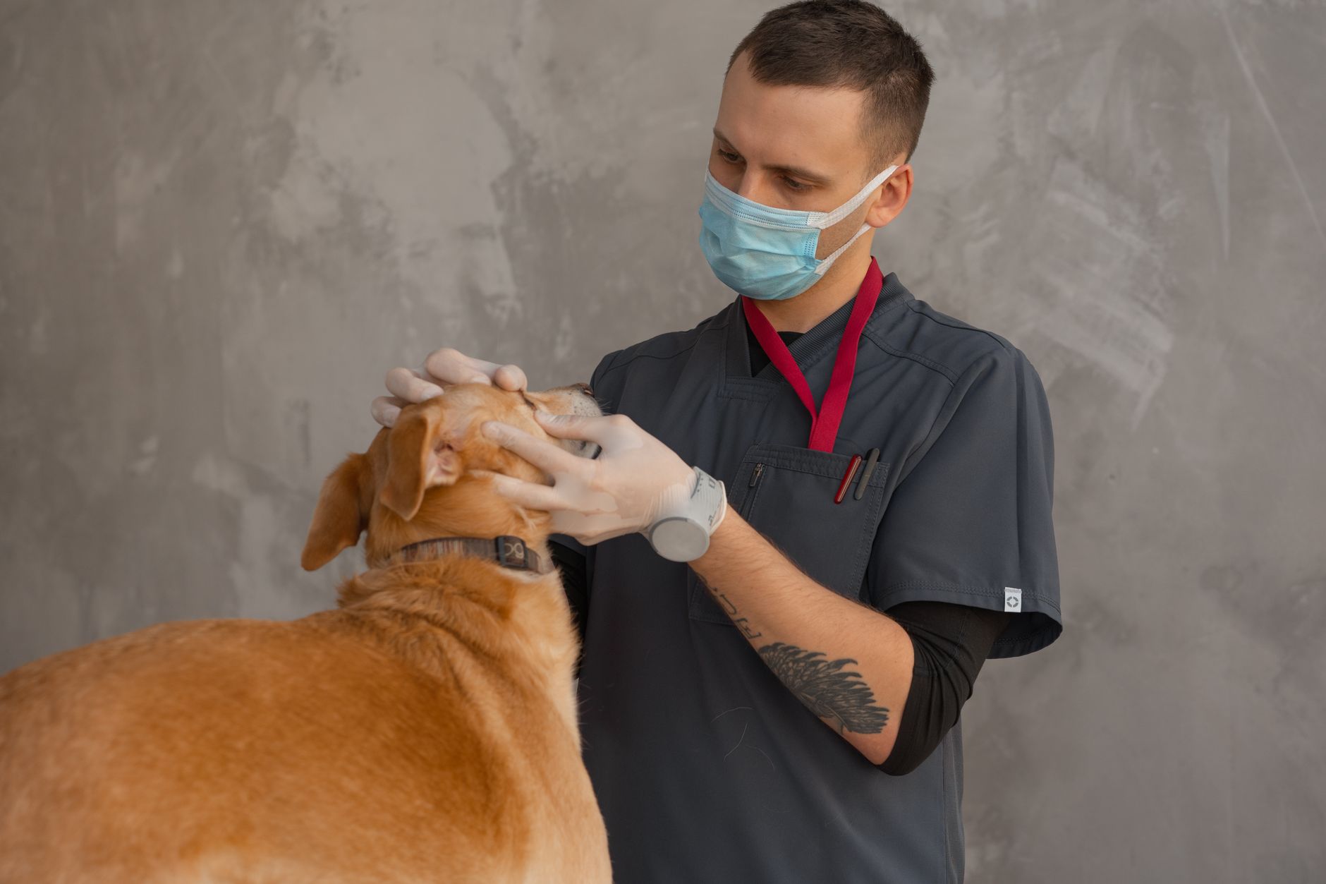 Small animal care